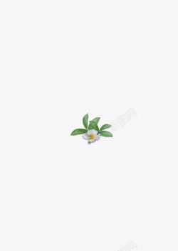 绿色叶子茶籽花素材