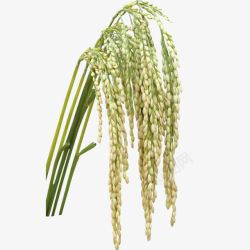 禾稻稻谷稻米稻穗大米禾稻高清图片