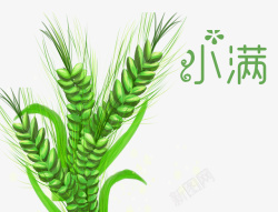 实物麦子二十四节气小满绿色麦穗高清图片