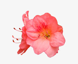 花芯红色杜鹃花瓣花蕊实物高清图片