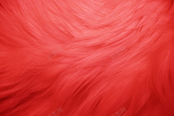红色滑顺漂亮羽毛背景