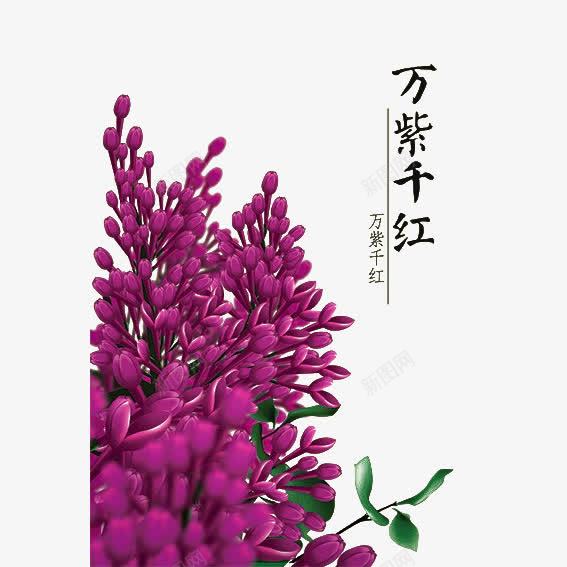 手绘唯美紫丁香花簇png免抠素材_88icon https://88icon.com 丁香 丁香花 唯美 手绘 手绘丁香 紫丁香 背景 花丛 装饰 设计