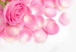 摄影粉红色的玫瑰花素材