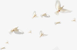 一群向右上飞翔的白鸽素材