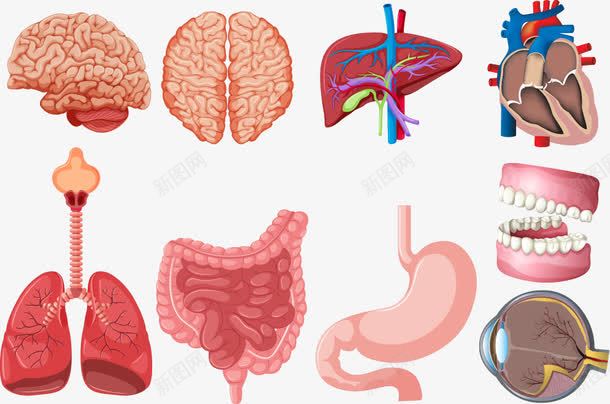 内脏解剖png免抠素材_88icon https://88icon.com 内脏 内脏图 内脏解剖 大脑 牙齿 肠子 胃 脑花