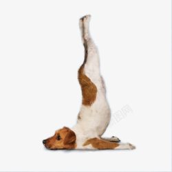 宠物小狗学瑜伽素材