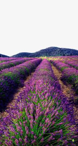 野生熏衣草素材