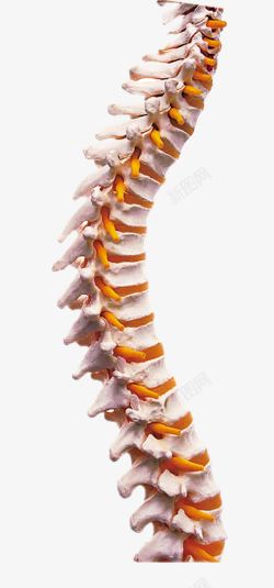 三面嵴柱脊柱脊骨模型高清图片