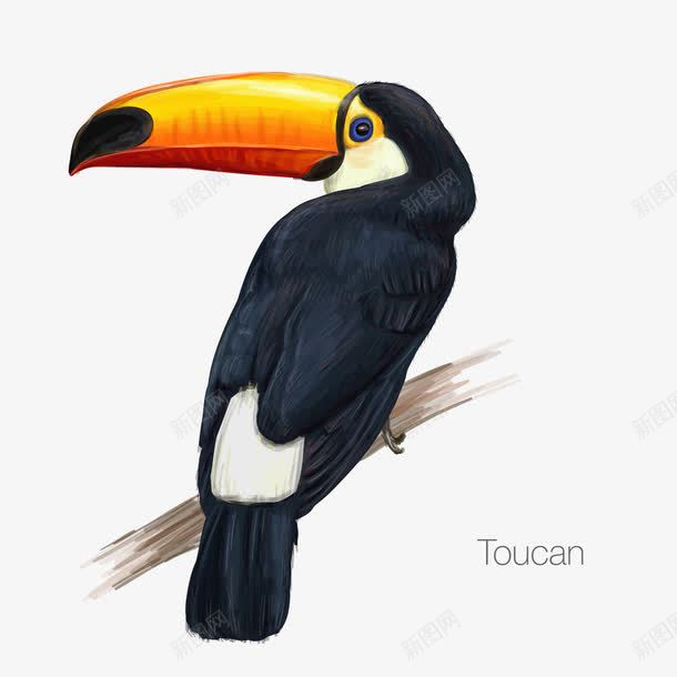 Toucanpng免抠素材_88icon https://88icon.com 动物 大嘴鸟 巨嘴鸟 犀鸟 黑色鸟