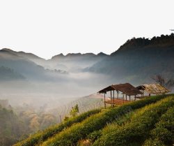 泰国清迈山脚下的茶园素材