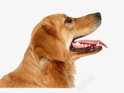 伸舌头的狗狗素材