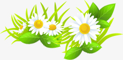 春暖花开白色菊花素材