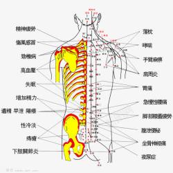 按摩背部主治疾病素材