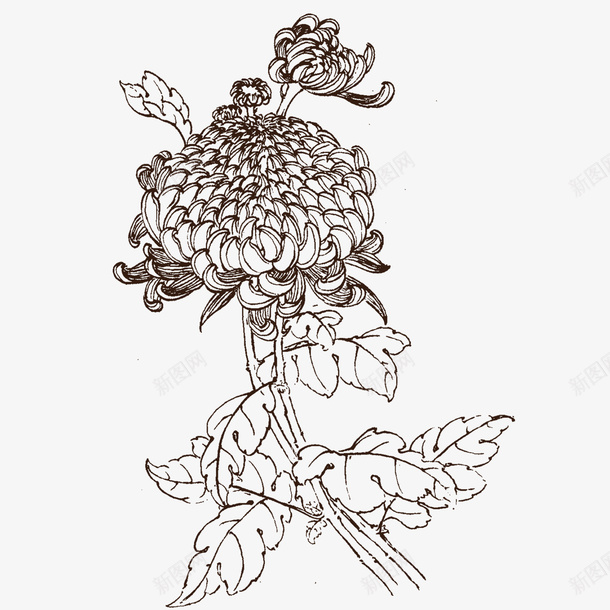 秋菊素描png免抠素材_88icon https://88icon.com 秋菊 素描 花卉 花瓣 花草 菊花