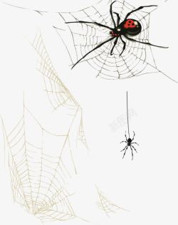 蜘蛛织网素材