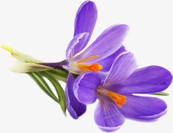 紫罗兰花朵盛开美丽素材