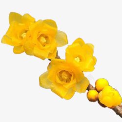 黄色花枝黄色腊梅花苞高清图片