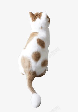 黄白相间猫咪可爱背影高清图片