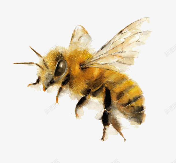 黄色飞翔蜜蜂png免抠素材_88icon https://88icon.com 昆虫 翅膀 蜂类 蜜蜂 飞翔