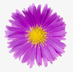 紫色有观赏性黄色芯的一朵大花实素材