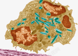 吞噬免疫系统巨噬细胞高清图片