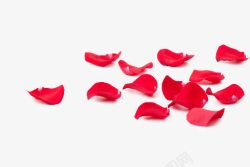 凋零凋零的红色玫瑰花瓣高清图片