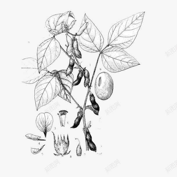植物黄豆手绘风png免抠素材_88icon https://88icon.com 手绘风格 植物 素描 豆制品 豆浆原料 豆腐 食材 黄豆 黄豆手绘