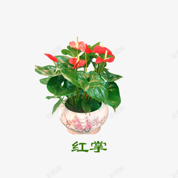 红掌psd免抠素材_88icon https://88icon.com 室内 红掌 绿植物