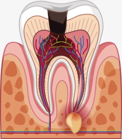 牙齿结构牙齿结构矢量图高清图片