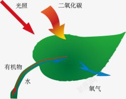 光合作用素材