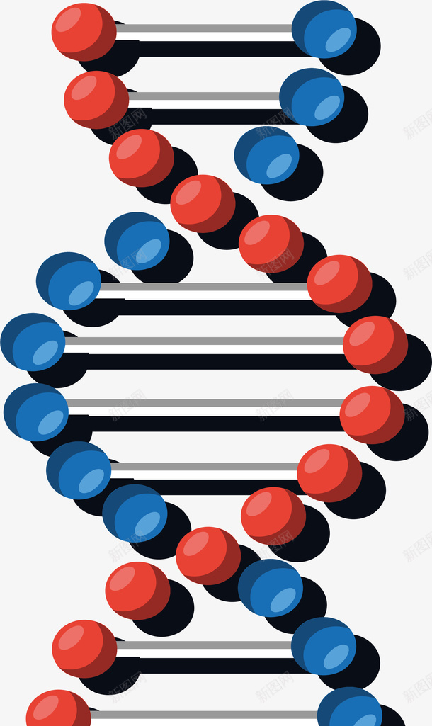 红蓝色双螺旋分子png免抠素材_88icon https://88icon.com DNA 分子 分子结构 双螺旋 矢量png 红蓝色
