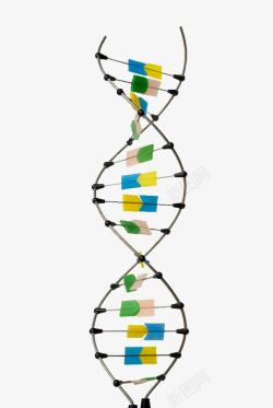 DNA实物模型素材