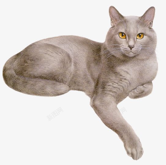 猫发呆的猫灰色猫png免抠素材_88icon https://88icon.com 发呆 灰色