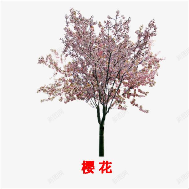 樱花png免抠素材_88icon https://88icon.com 大树 樱花树