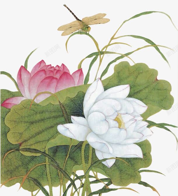 植物荷花白色叶子花朵蜻蜓png免抠素材_88icon https://88icon.com 叶子 植物 白色 花朵 荷花 蜻蜓