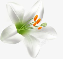 单朵百合花花朵白色素材