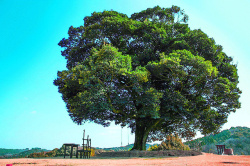 大大大大大树素材