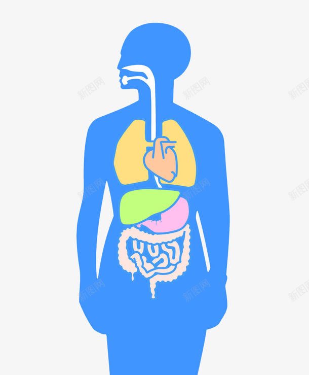 人体器官插图png免抠素材_88icon https://88icon.com 五脏六腑 人体内脏器官 人体器官 内脏组织 器官模型 器官肢体 疏通筋络 经络剖面 肌肉骨骼 背部