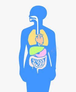 人体肌腱组织人体器官插图高清图片