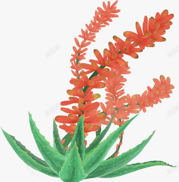 手绘绿植芦荟插画png免抠素材_88icon https://88icon.com 开花 手绘 手绘芦荟植物 植物 盆栽 绿植 芦荟 花卉