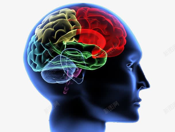 人体神经系统大脑神经展示侧面png免抠素材_88icon https://88icon.com 中枢神经系统 人体组织 大脑 大脑侧面图 神经 神经系统 脑神经