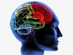 大脑侧面图人体神经系统大脑神经展示侧面高清图片