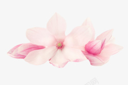 花瓣平铺免扣粉红色带香味玉兰花瓣实物高清图片