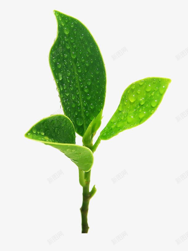 水珠叶片绿叶png免抠素材_88icon https://88icon.com 叶片 水珠 绿叶
