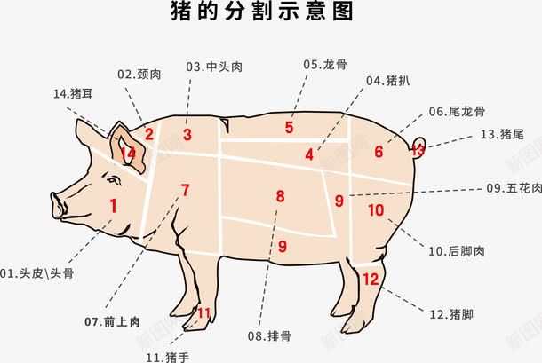 猪的分割示意图png免抠素材_88icon https://88icon.com 卡通猪 猪 猪肉分割 猪肉分割图 猪肉分类 简笔画猪
