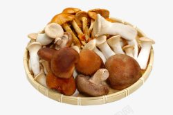 鍏荤敓棣嗘寕锲筛子里的茶树菇高清图片