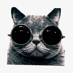 冷酷背景戴眼镜的酷猫咪高清图片