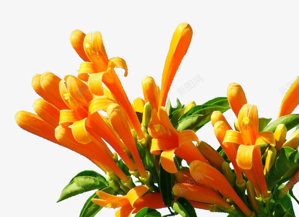 黄色炮仗花png免抠素材_88icon https://88icon.com 植物 橘黄色 炮仗花 花卉