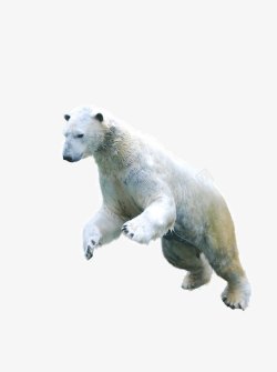 北极生物北极熊高清图片