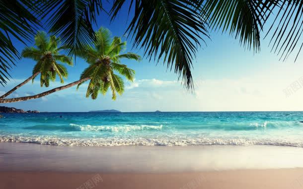 椰林椰树海滩沙滩jpg设计背景_88icon https://88icon.com 椰林 椰树 沙滩 海滩